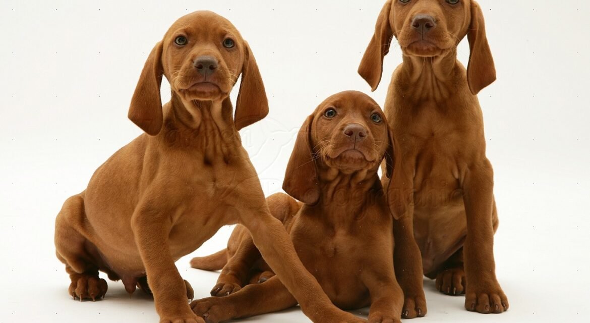 Vizsla Dog Breed For Sale