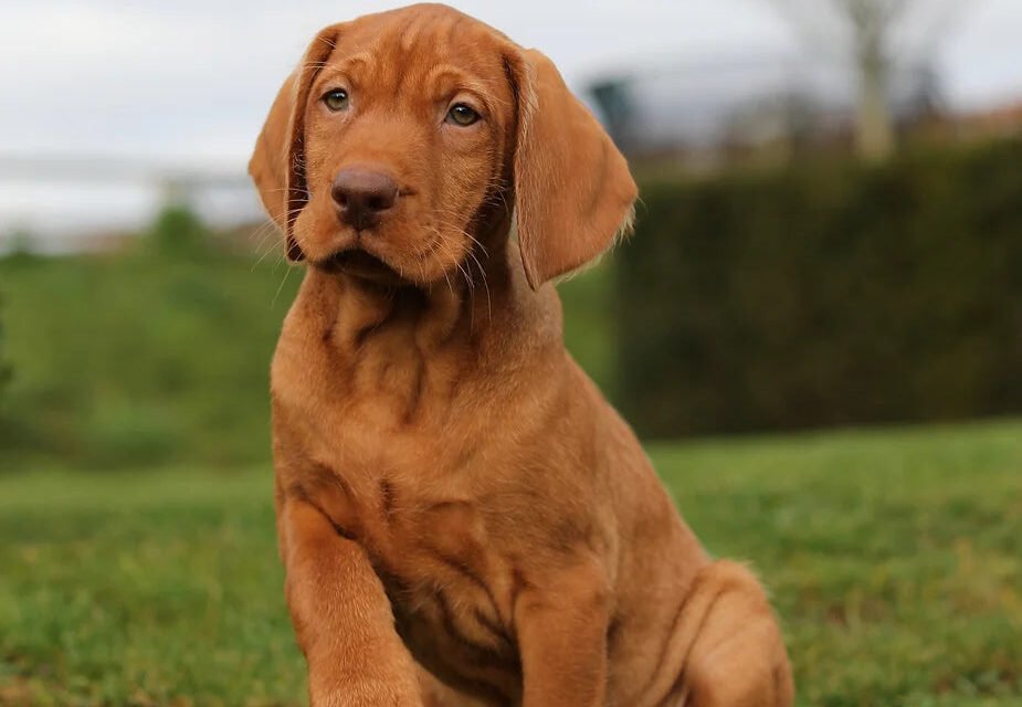 Wirehaired Vizsla