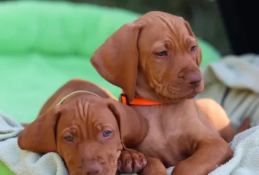 vizsla dog puppies for sale