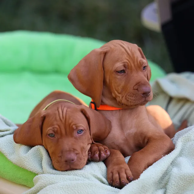 vizsla dog puppies for sale