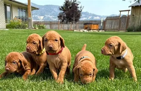 Vizsla Puppies For Sale