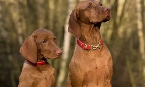 Hungarian Vizsla Dogs For Sale