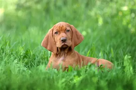 Vizsla Pups For Sale