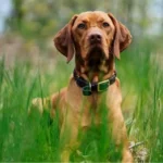 Hungarian Vizsla Dog