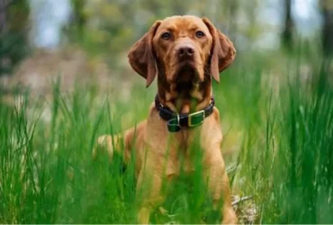 Hungarian Vizsla Dog