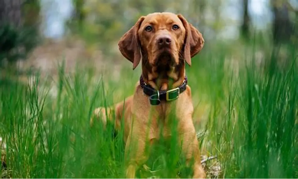 Hungarian Vizsla Dog