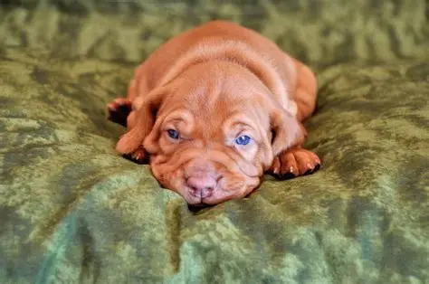 Vizsla Dog Puppy For Sale