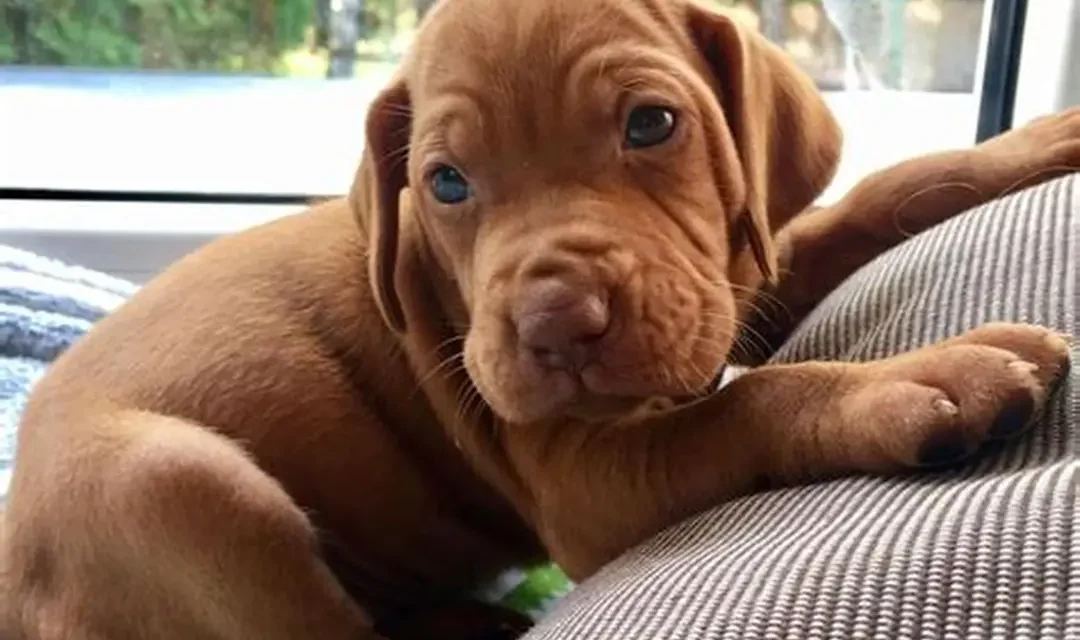 Vizsla Dog For Sale