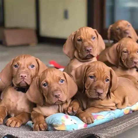 Vizsla For Sale