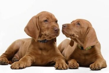 vizsla lab puppies for sale