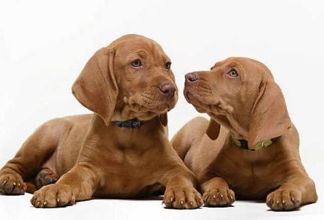 vizsla lab puppies for sale