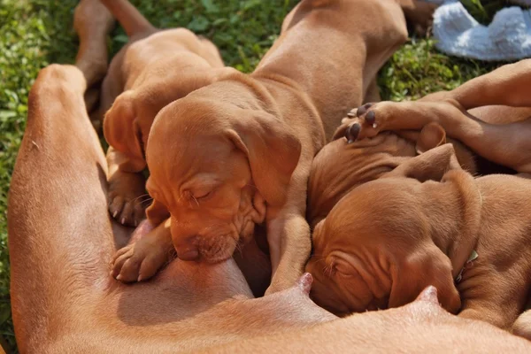 Hungarian Vizsla Puppies For Sale