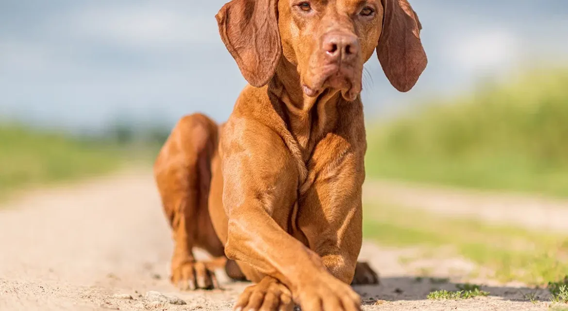 Hungarian Vizsla Puppy For Sale