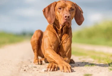 Hungarian Vizsla Puppy For Sale