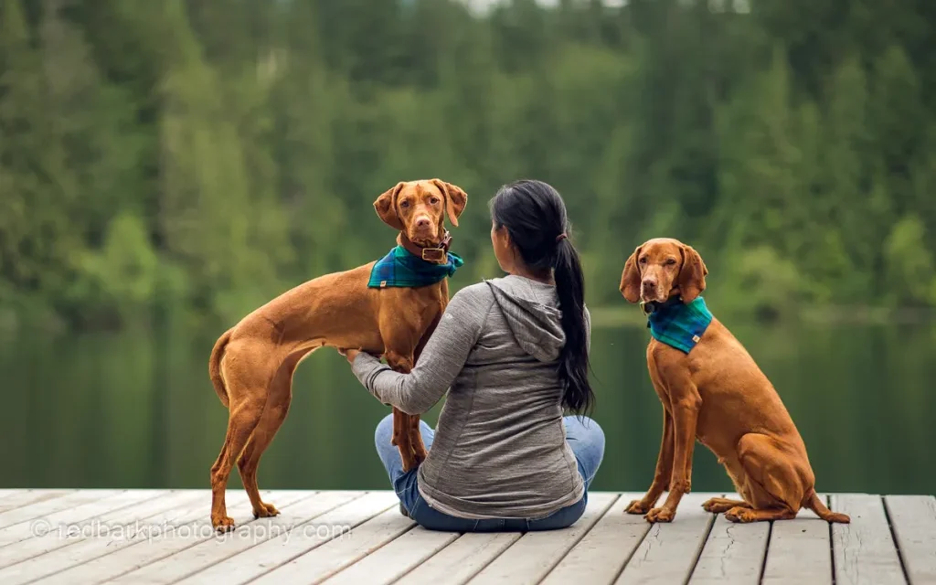 vizsla dog puppies for sale